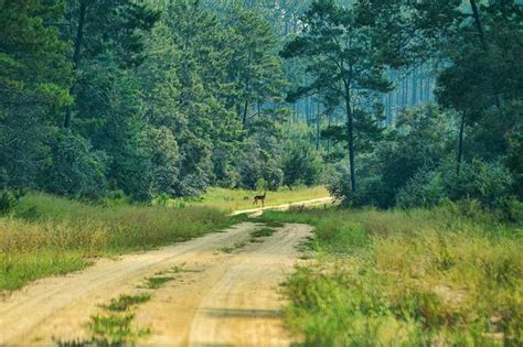 Ocala National Forest Jeep Trails: Off-Road Guide - Off-Roading Pro