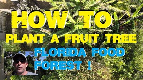 How to Plant a Grapefruit Tree in Florida - YouTube