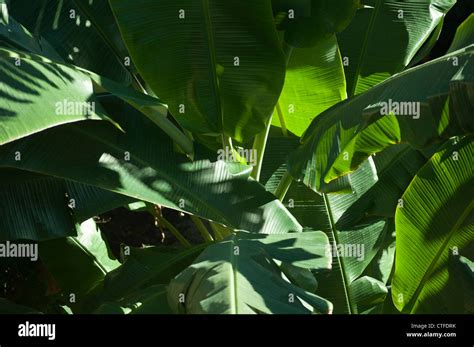 Banana tree leaves hi-res stock photography and images - Alamy