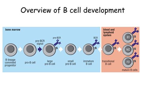 PPT - B cell development Tony DeFranco, 10/ 29/14 PowerPoint ...