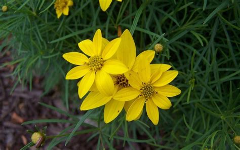 Zagreb Coreopsis - 1 Gallon - Wild Flower, Perennial - Coreopsis ...