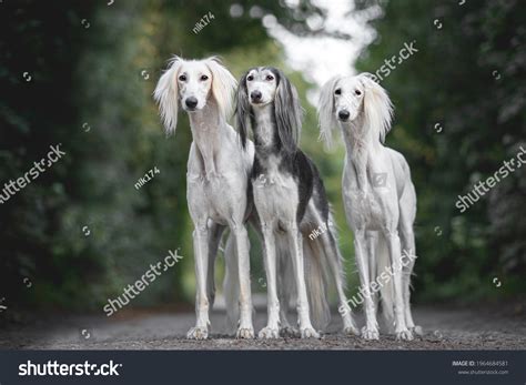 2,221 Saluki Stock Photos, Images & Photography | Shutterstock