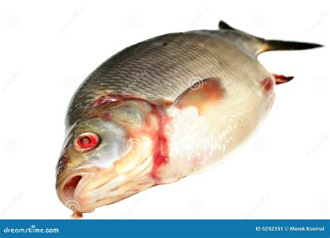 Bream fish stock image. Image of scale, animals, fresh - 6252351