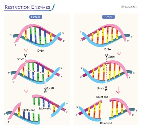 Restriction Enzymes – Definition, Types, Structure, and Functions