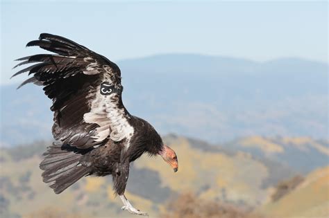 California Condor | Audubon California