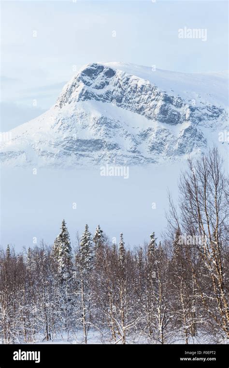 Winter landscape from Sarek national park with mountain and trees ...