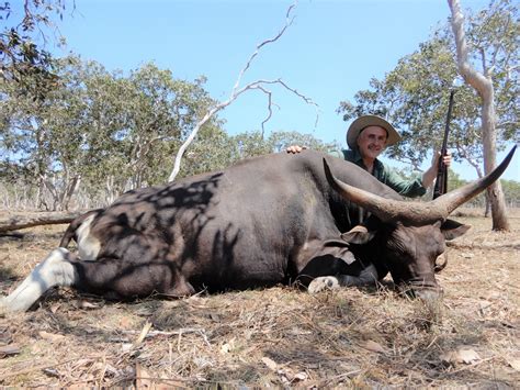 Banteng - Tropical Hunting Safaris