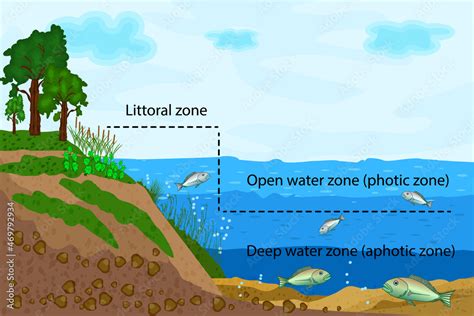 Lake ecosystem. Zonation in lake water infographic. Pond or river ...