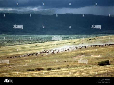 Tanzania, Northern Tanzania, Serengeti. Wildebeest stampede on the dry ...