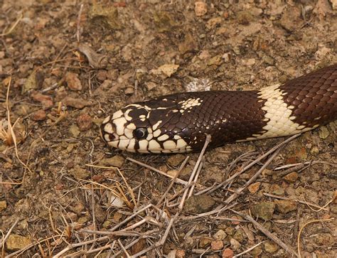California King Snake (Lampropeltis getulus californiae) | Flickr