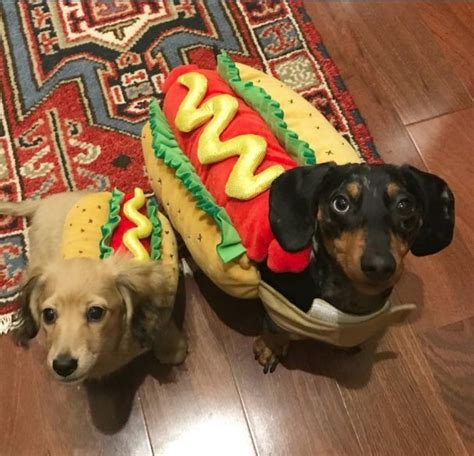 The 55+ Greatest Dachshund Costumes EVER | Dog halloween costumes, Dachshund halloween costumes ...