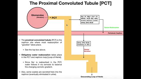 Functions & Histology of The Proximal Convoluted Tubule [PCT] - YouTube