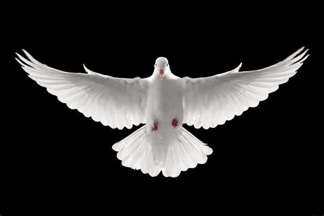 Free Holy Spirit Dove Png, Download Free Holy Spirit Dove Png png images, Free ClipArts on ...