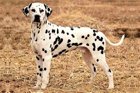 Friendly and Active Dachshund Dalmatian Mix | Dog Breed Information