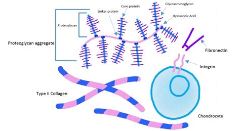 Difference Between Proteoglycans and Glycoproteins | Compare the ...