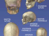 11 Human skeleton anatomy ideas | anatomy, medical anatomy, medical knowledge
