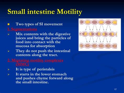 PPT - Motility function of the gastrointestinal system PowerPoint ...