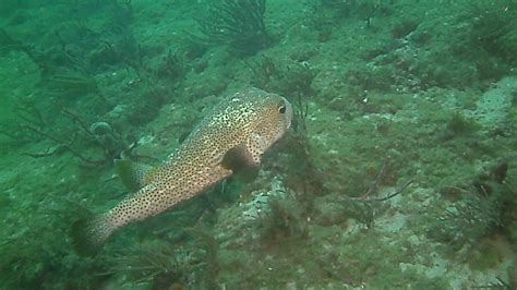 Porcupinefish - YouTube