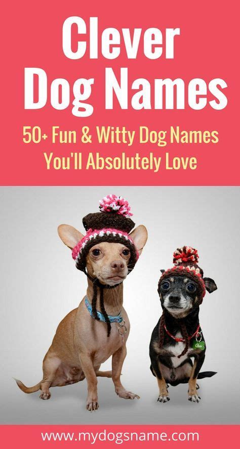 50+ Super Clever Dog Names | Clever dog names, Funny dog names, Cute ...