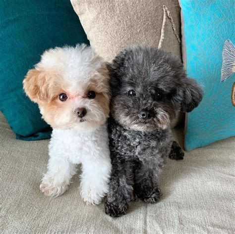 25 Teddy Bear Dog Breeds - Shichon, Morkie, Cockapoo | Teddy bear dog ...