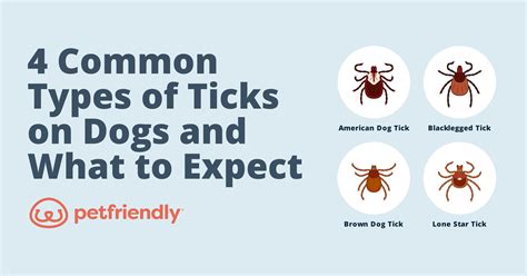 4 Common Types of Ticks on Dogs and What to Expect