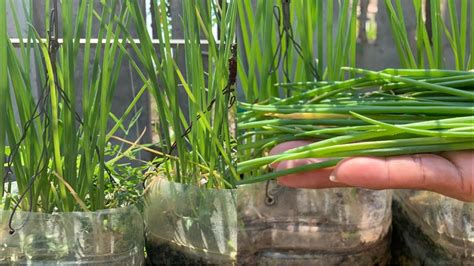 Green Onions Harvesting || Green Onion Care || Green Onion Growing in Bottle Hanging - YouTube