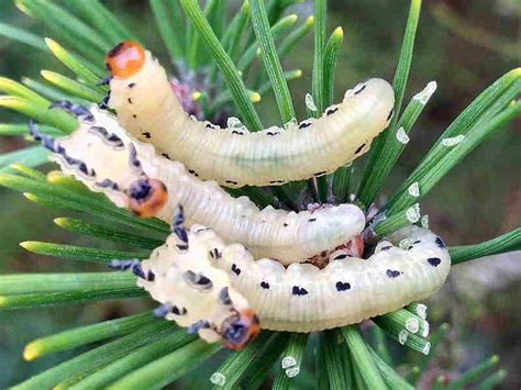 Identification of Sawfly caterpillars on garden plants, shrubs, trees ...