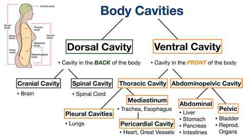 Which Body Cavity Protects the Spinal Column