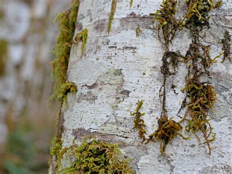 Red Alder -- Alnus rubra — Plant in Place