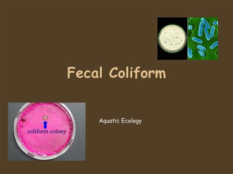 PPT - Fecal Coliform PowerPoint Presentation, free download - ID:4612235