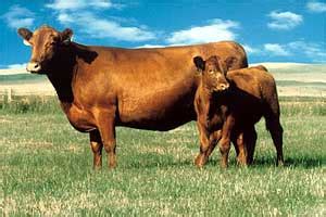 Red Angus Cattle | Oklahoma State University