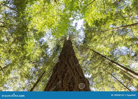 Cedar Tree stock image. Image of foliage, high, tall - 78958133