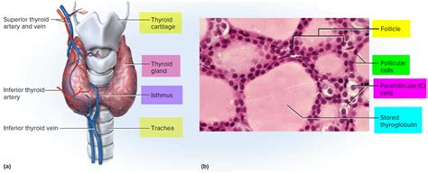 Thyroid Gland Location, Function, Hormones, Problems and Surgery