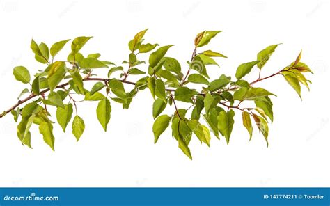 Branch of Apricot Tree with Green Leaves Isolated on White Stock Image ...