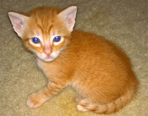 Lucky shot of my kitten shows purple eyes : aww