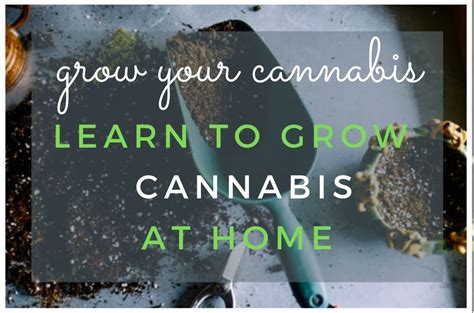 Essential Beginner Tips for Growing Your Own Marijuana at Home