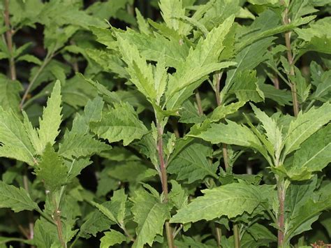 Epazote: A Pungent Herb From Yucatan