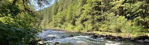 Old Salmon River Trail, Oregon - 1,393 Reviews, Map | AllTrails