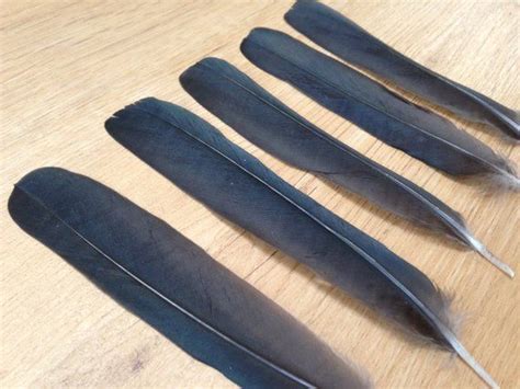 Crow Feathers hooded crow tail feathers real feathers | Etsy | Crow feather, Crow, Tail feathers