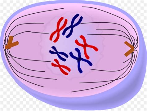 Prometafase, Anafase, Telofase imagen png - imagen transparente descarga gratuita