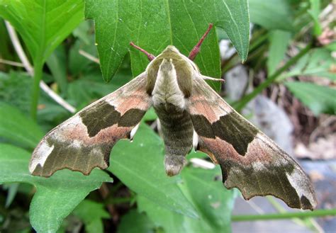 Whiteknights Moths | Whiteknights biodiversity