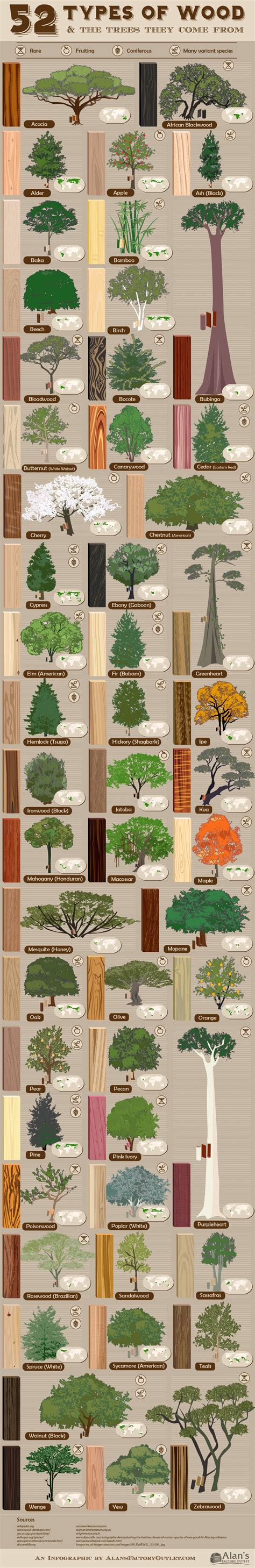 INFOGRAPHIC: Do You Know These 52 Types of Wood and What Tree They Come From?