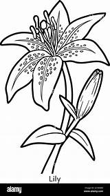 Lily Flower Coloring Pages sketch template