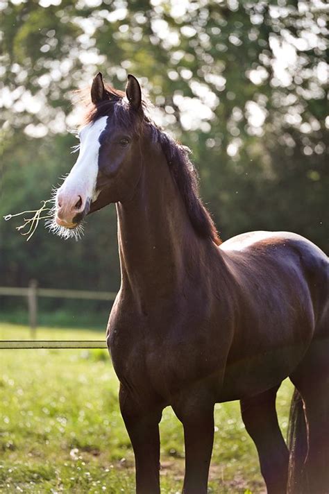 Dutch Warmblood | Beautiful horses, Warmblood horses, Horses