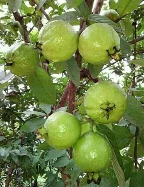 Buy Thai 7 Guava (12-Month) plant » GETSVIEW MARKET