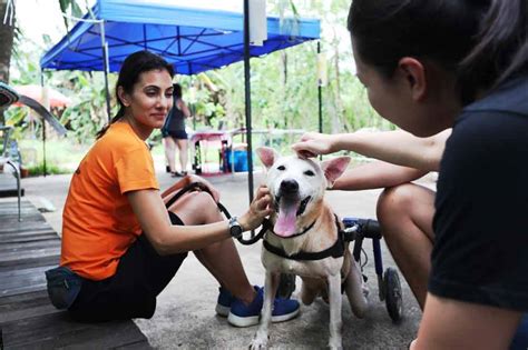 12 Animal Shelters To Volunteer At In Singapore Even If Cleaning Poop ...