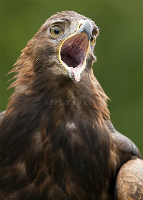 Golden Eagle -Scotland stock image. Image of predator - 14988753