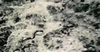 Mysterious Giant Congo Snake | Unexplained Mysteries and Paranormal Archive