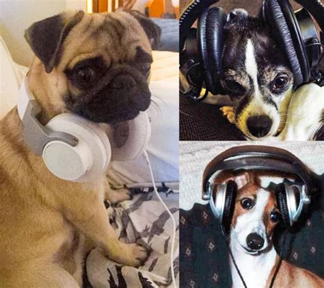 Dog Headphones Reviewed | Sound & Vision