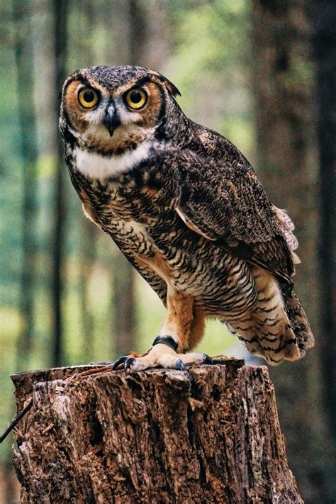 250+ Super Cute Owl Names - PetHelpful